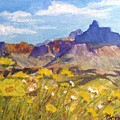 Arizona Mountain Spring